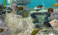 Screenshot Fish Farm 3 – Aquarium